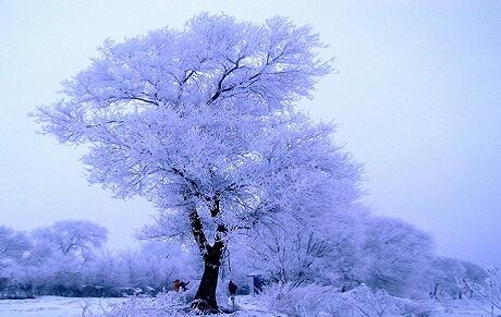 ѩ��ͯ��-������ �ǲ��� ѩ�� ��Ʒ8����