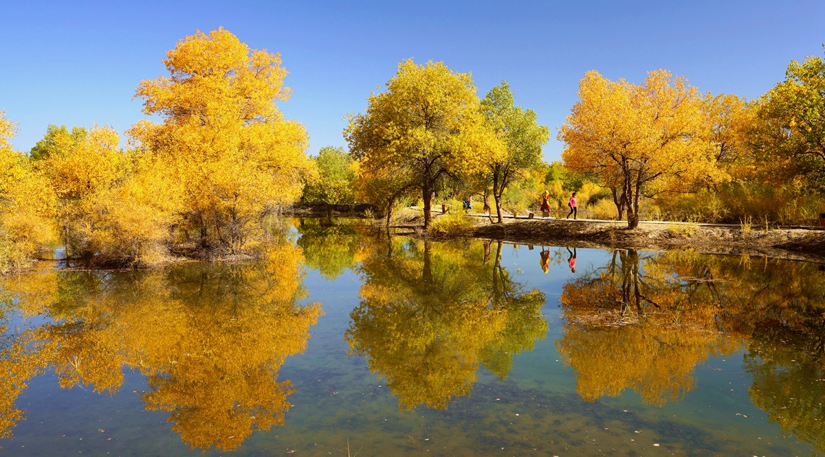 兰州+武威+张掖+弱水胡杨+黑城怪树林+额齐纳旗+巴